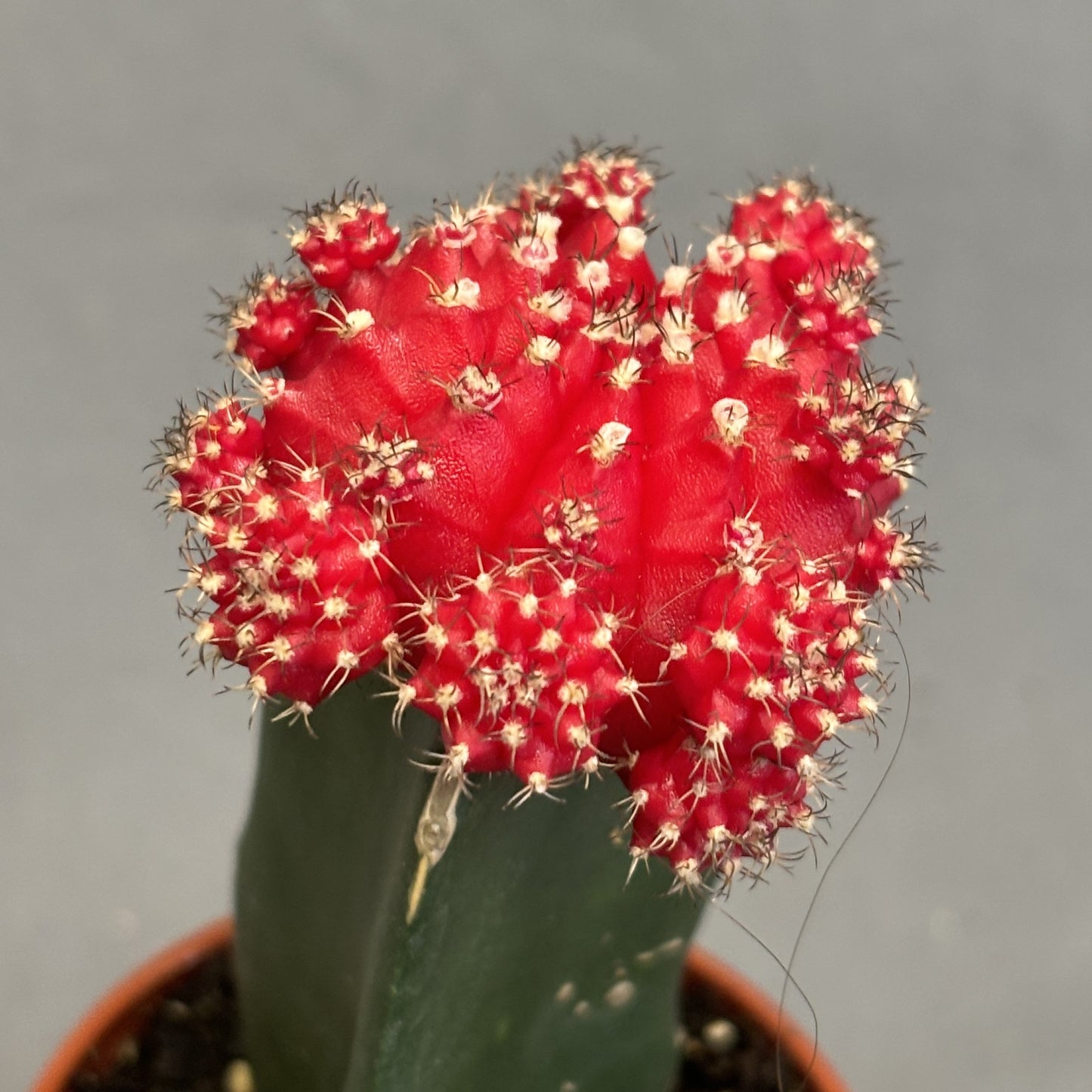 Grafted Moon Cactus