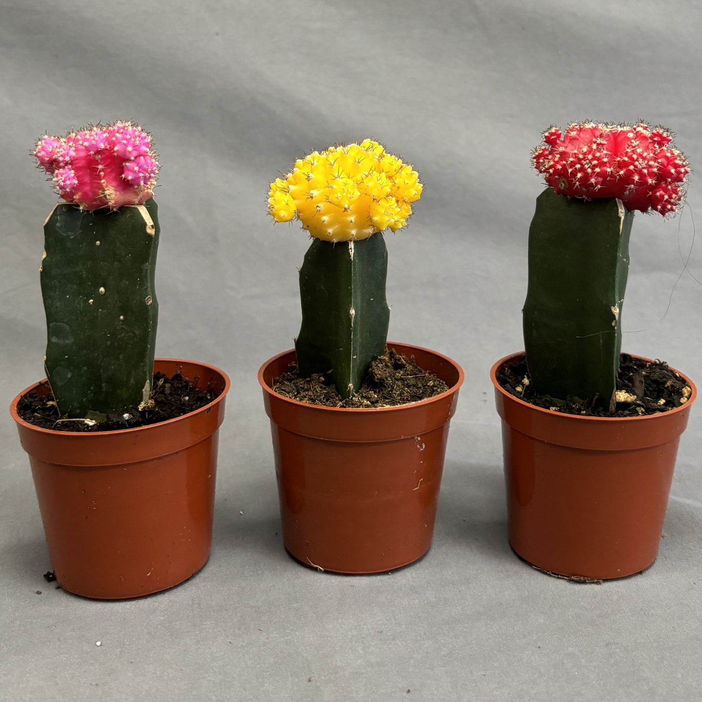 Grafted Moon Cactus