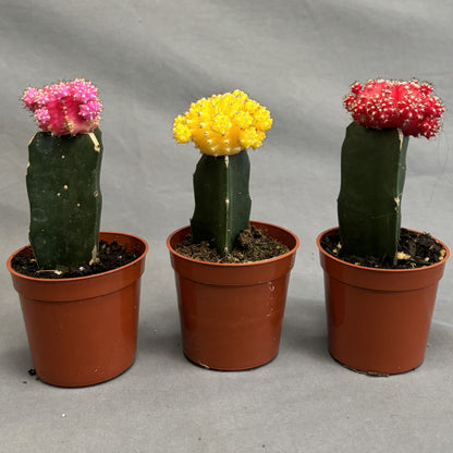 Grafted Moon Cactus