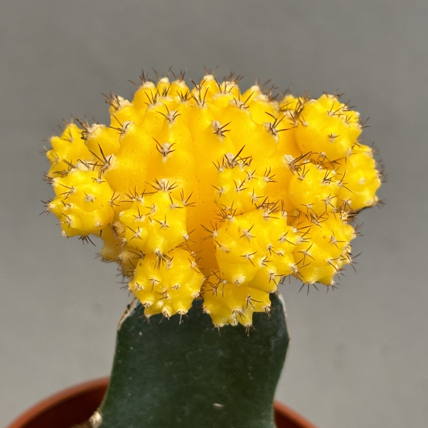 Grafted Moon Cactus