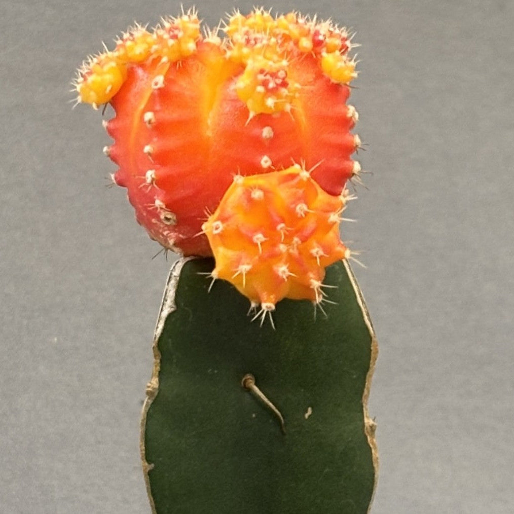 Grafted Moon Cactus