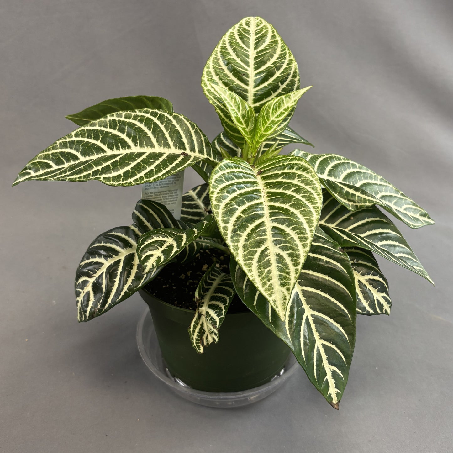 Zebra Plant