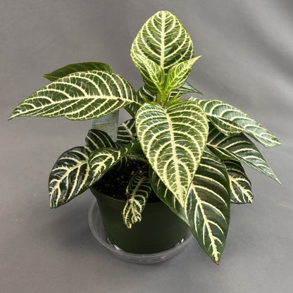 Zebra Plant