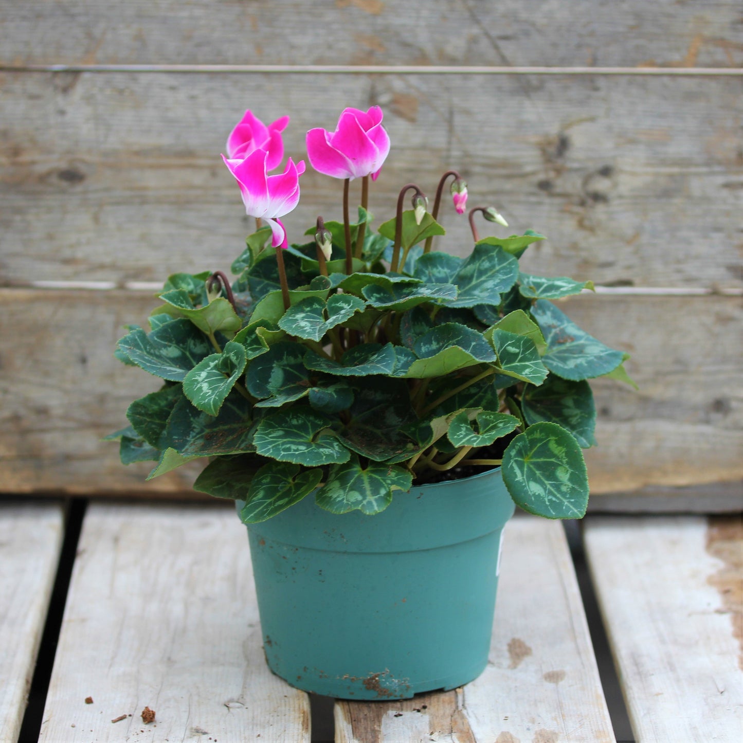 Cyclamen