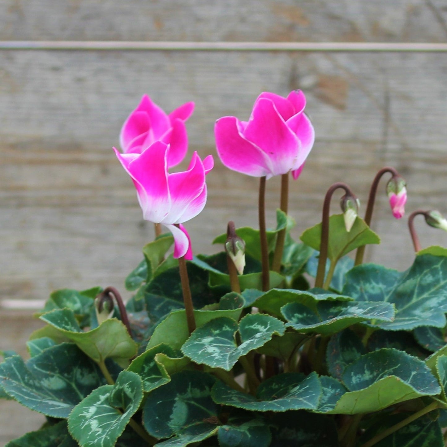 Cyclamen