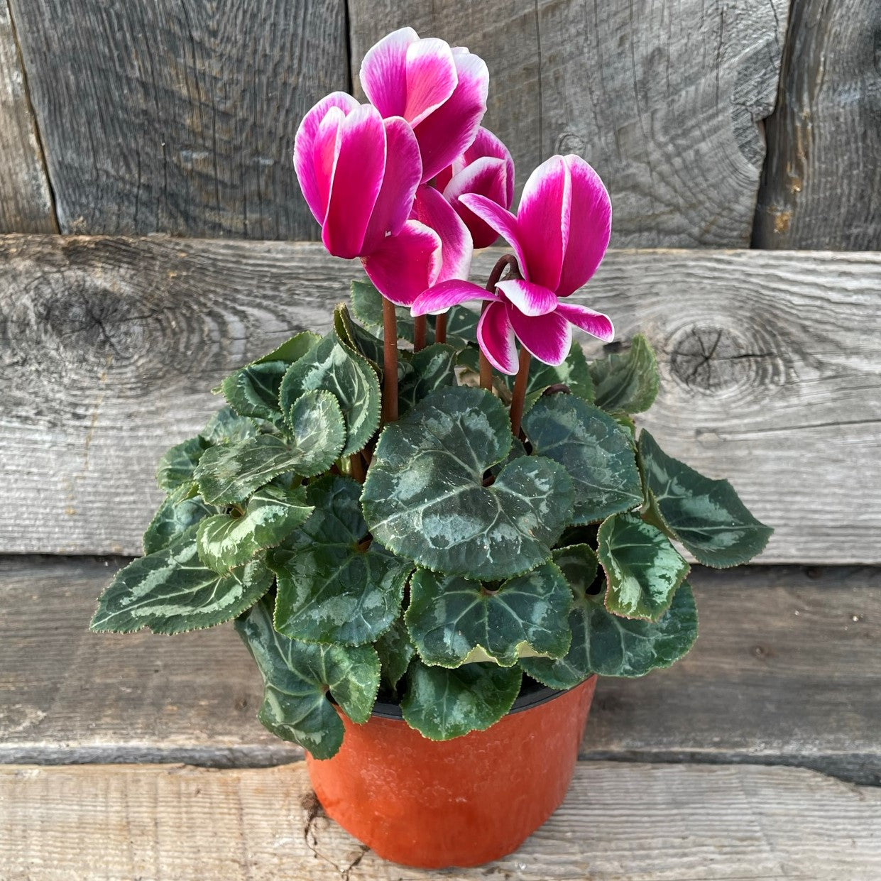 Cyclamen