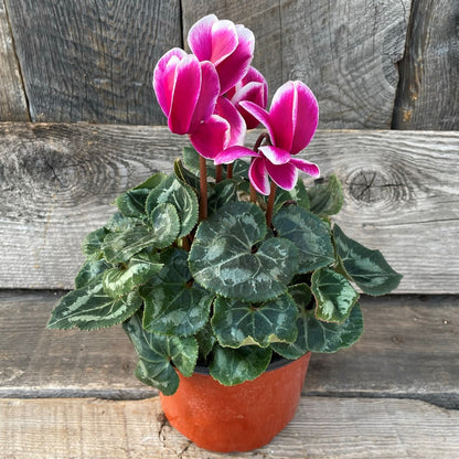 Cyclamen