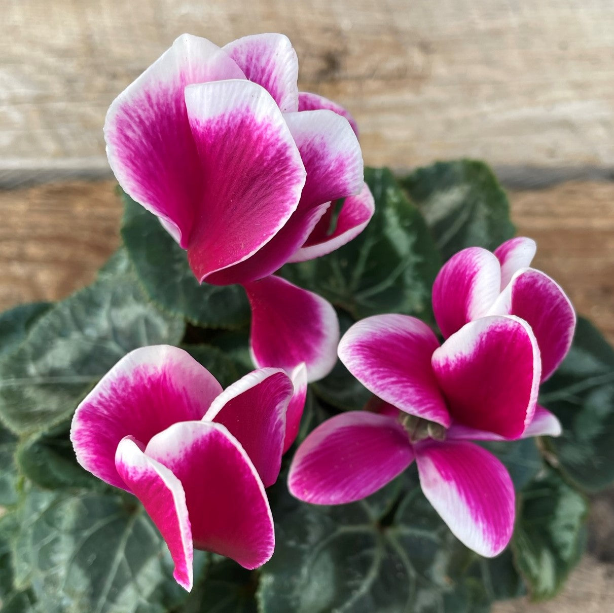 Cyclamen