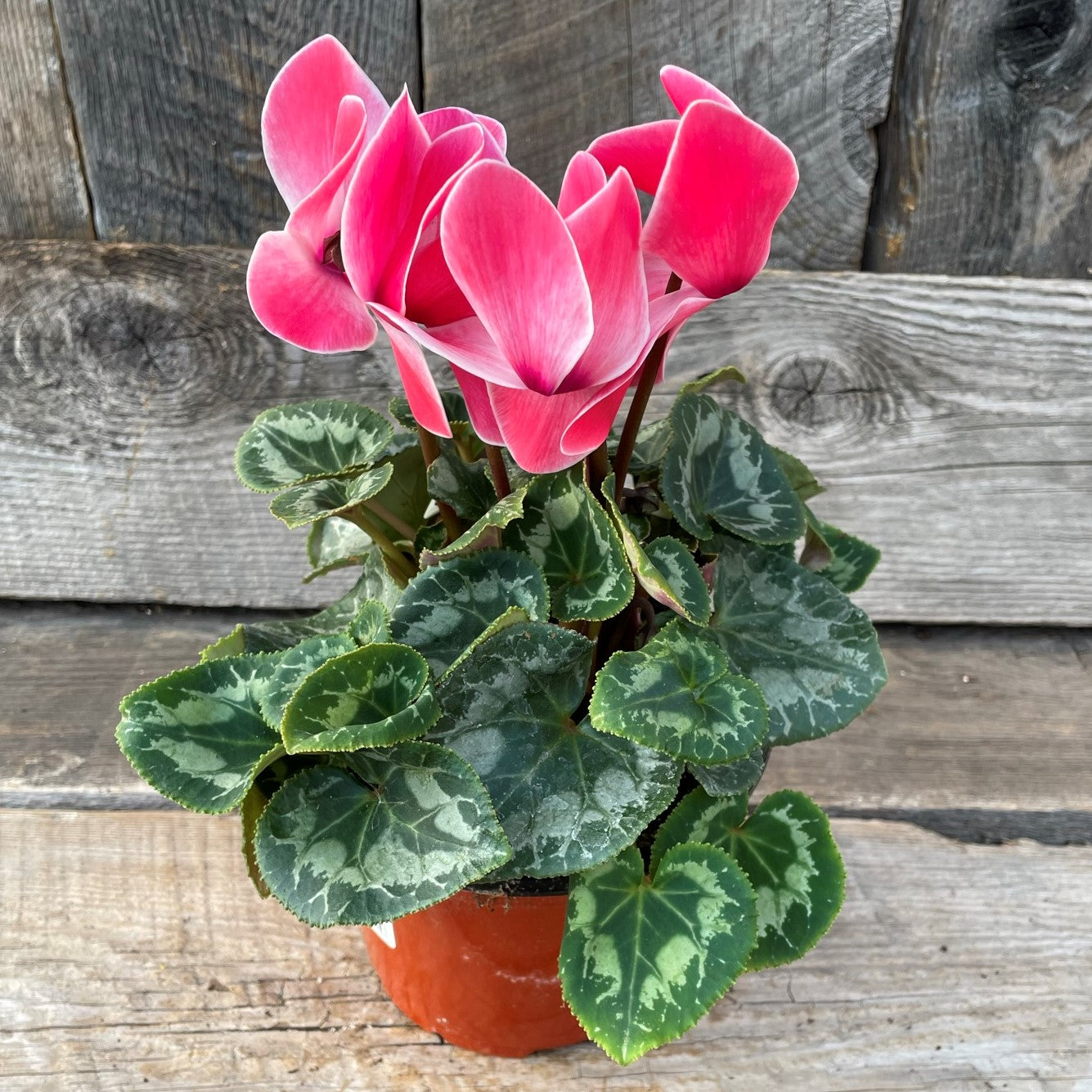 Cyclamen