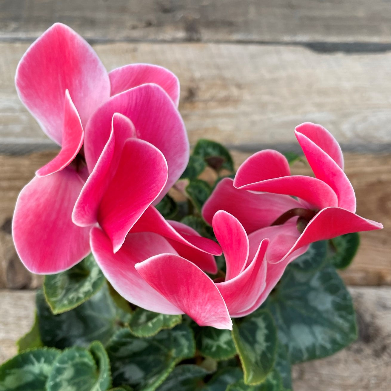Cyclamen