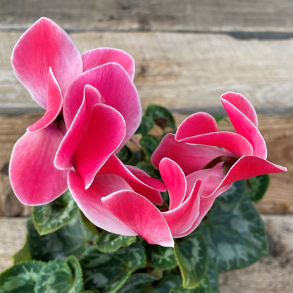 Cyclamen