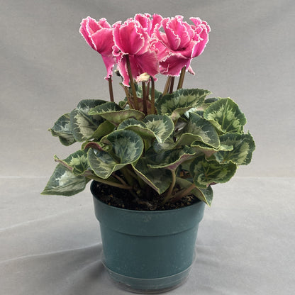 Cyclamen