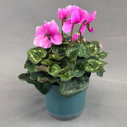 Cyclamen
