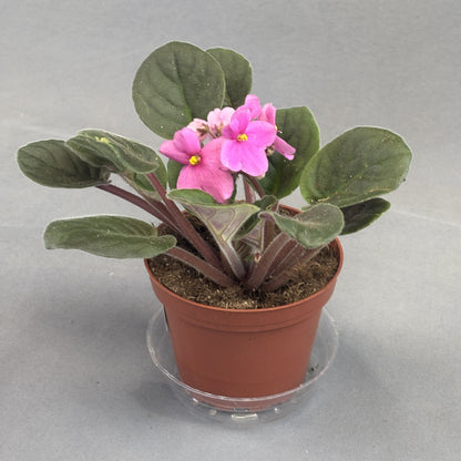 African Violets Assorted