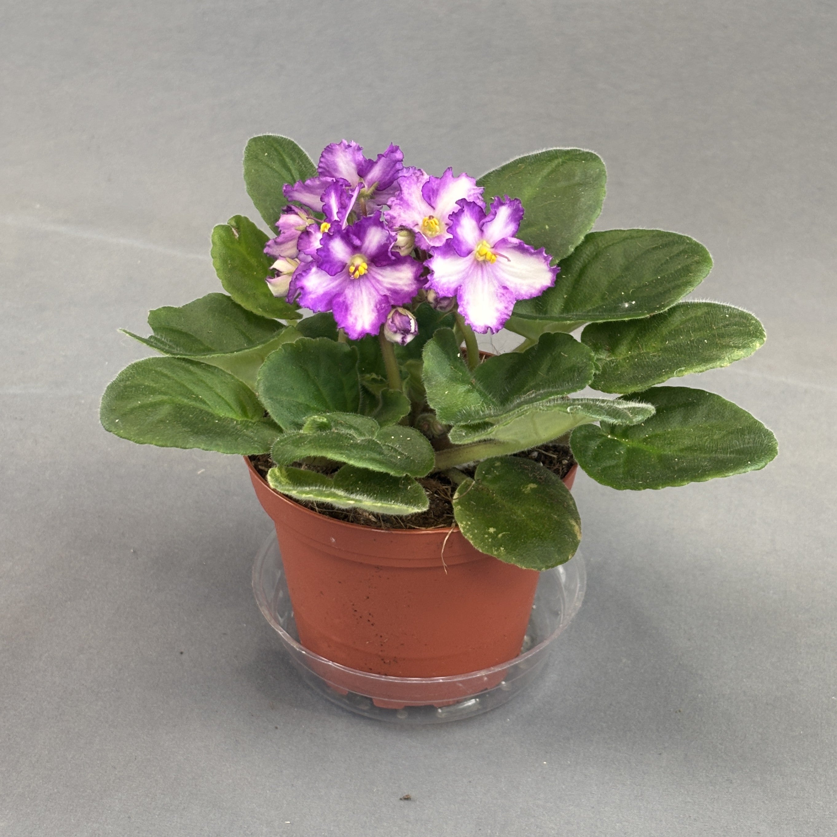 African Violets Assorted