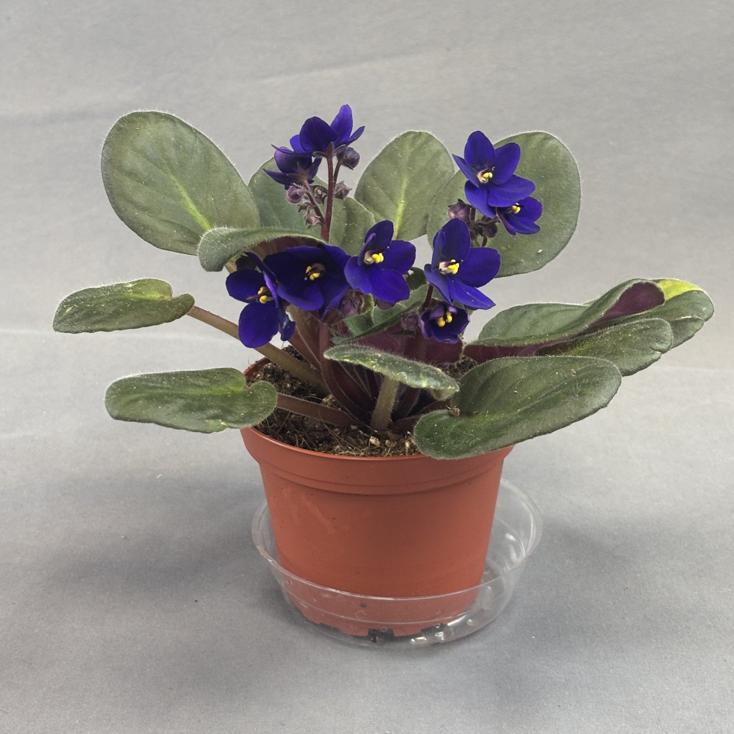 African Violets Assorted