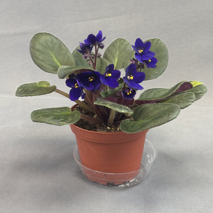 African Violets Assorted