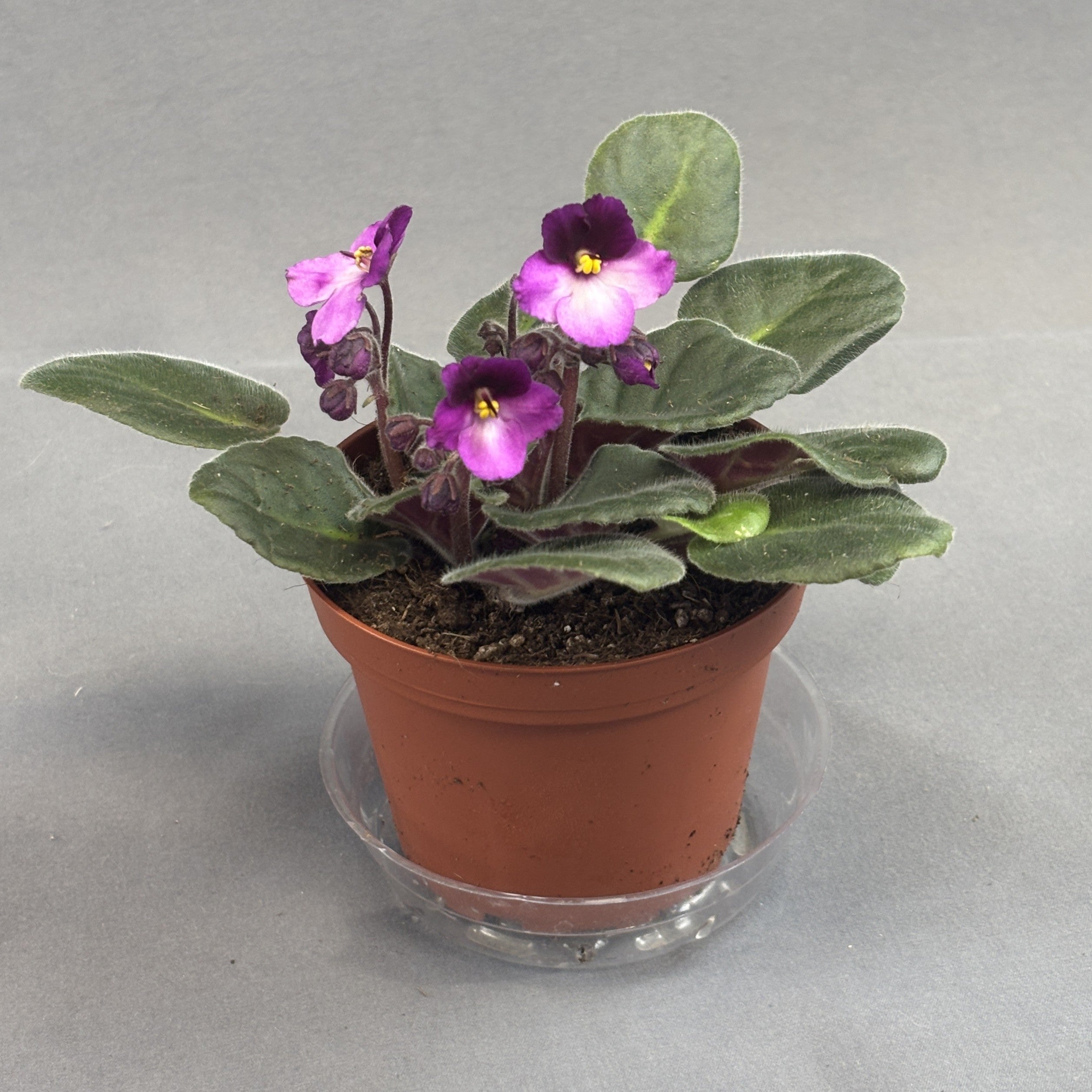 African Violets Assorted