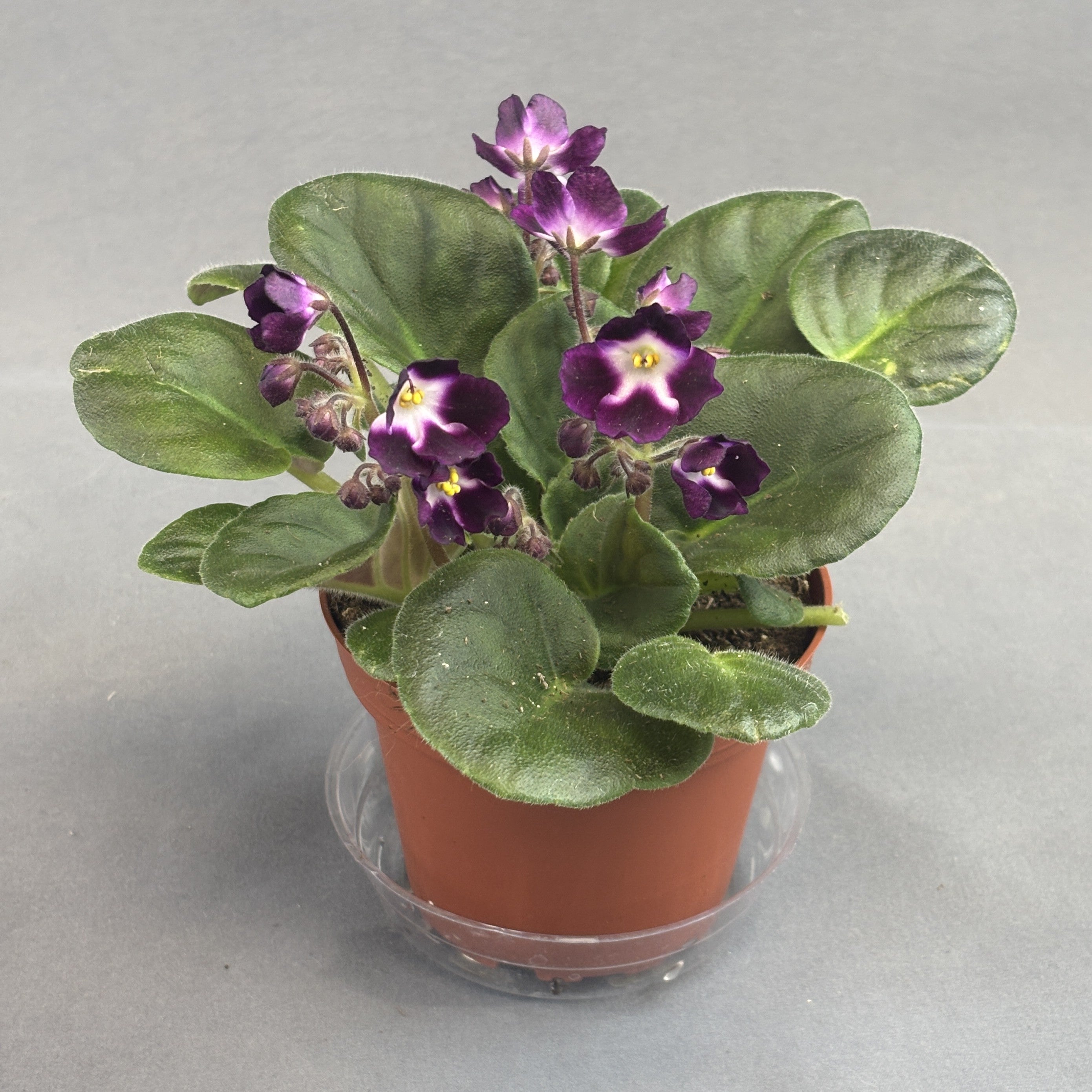 African Violets Assorted