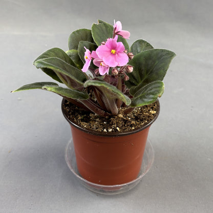 African Violets Assorted