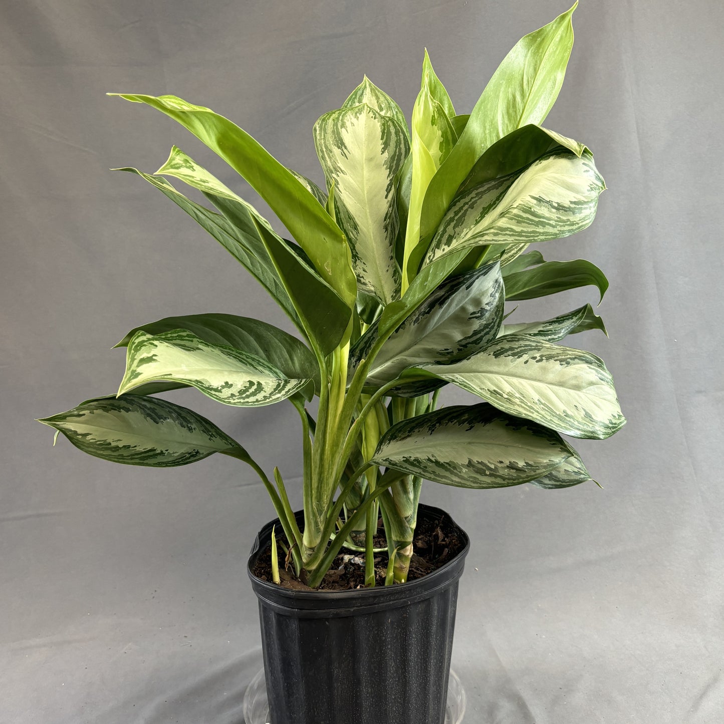 Aglaonema 'Silver Bay'