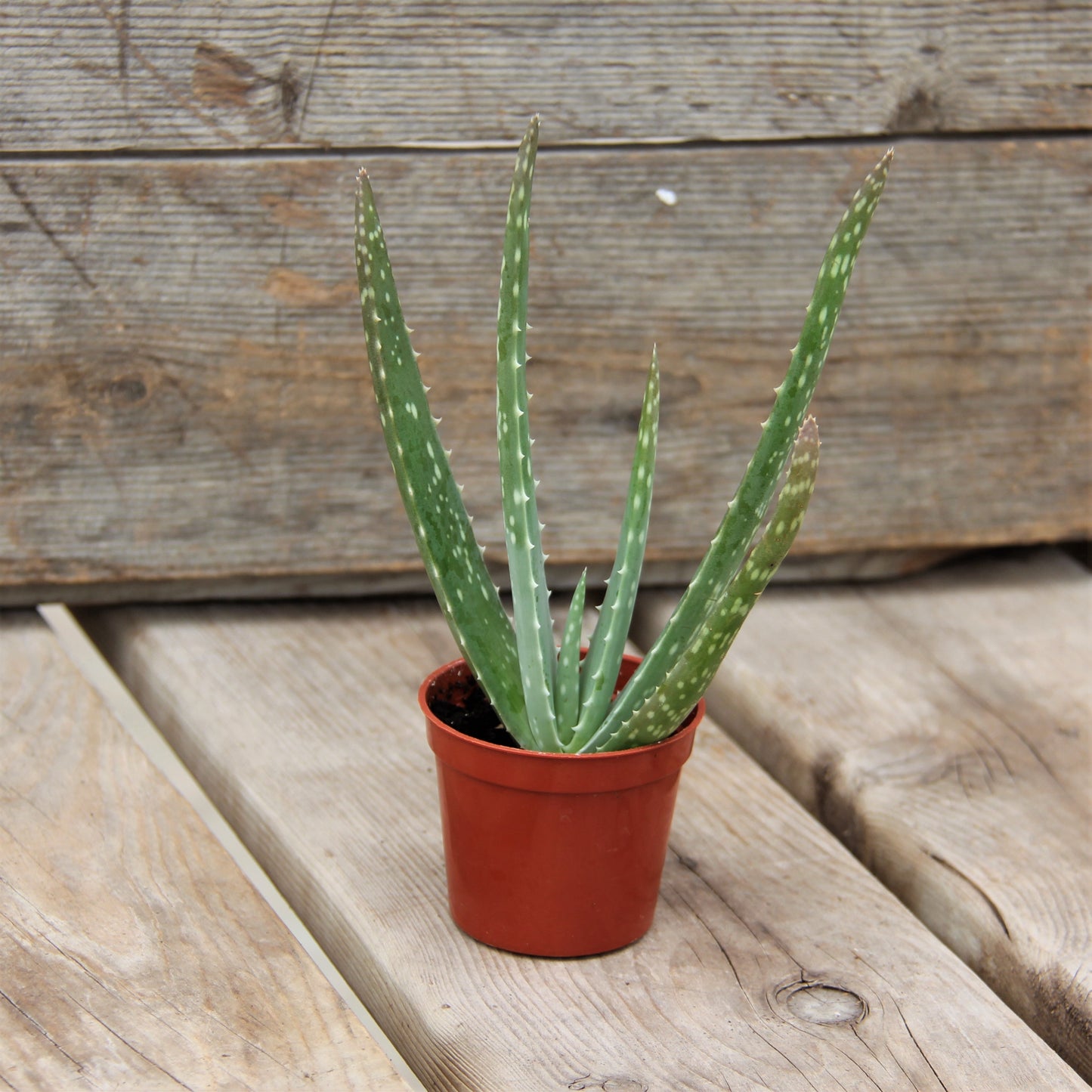 Aloe 'Miller'