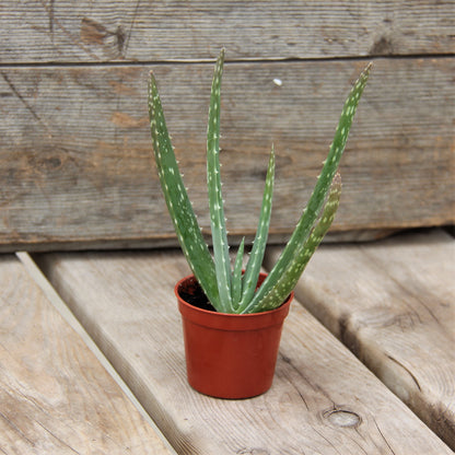 Aloe 'Miller'