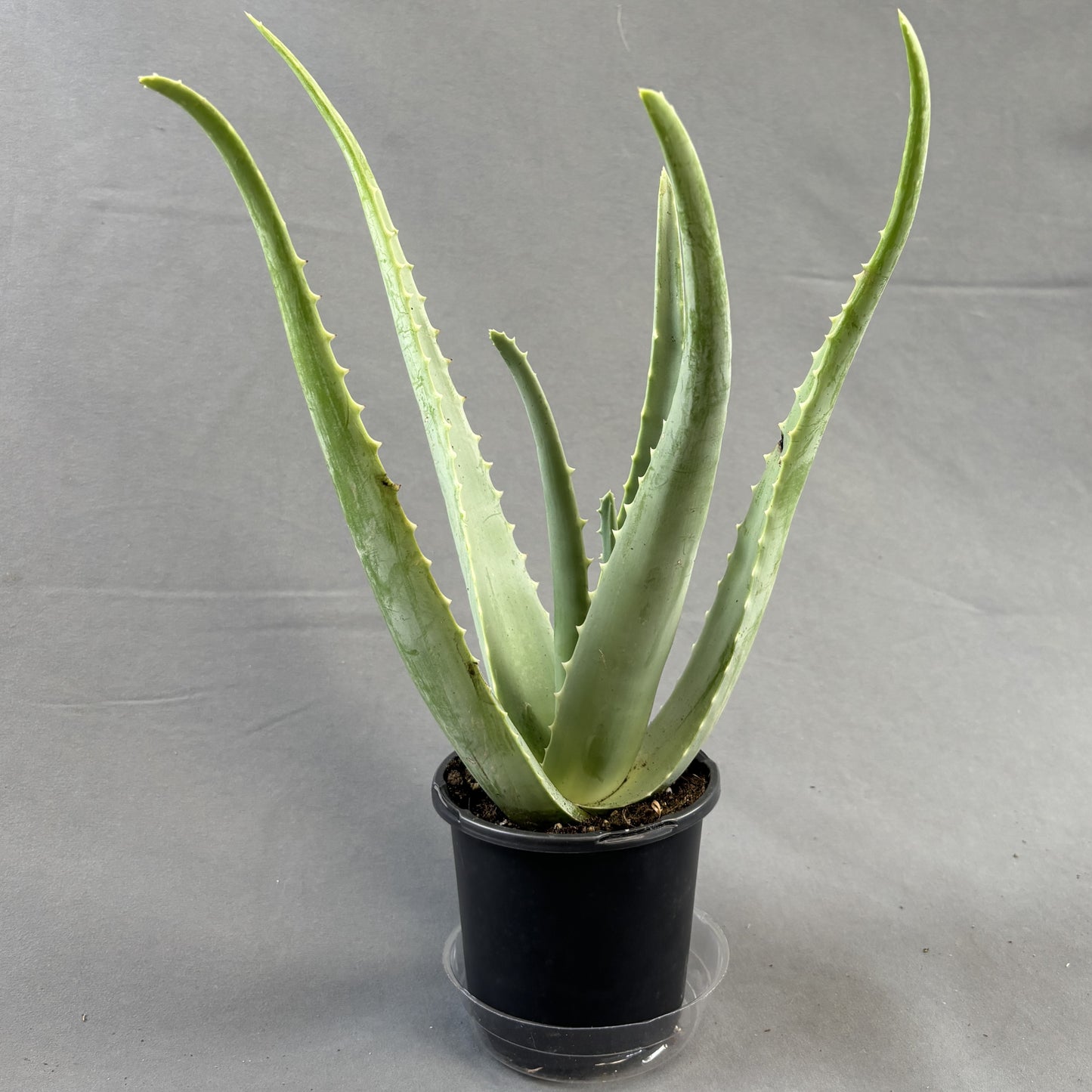 Aloe 'Miller'