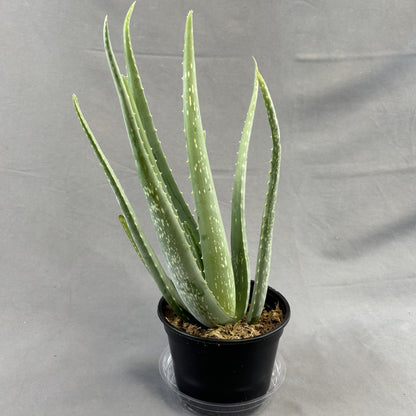 Aloe 'Miller'