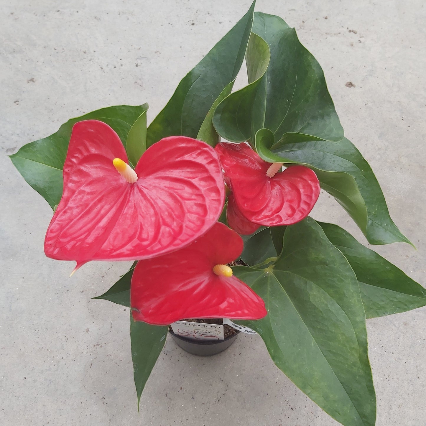 Anthurium andreanum