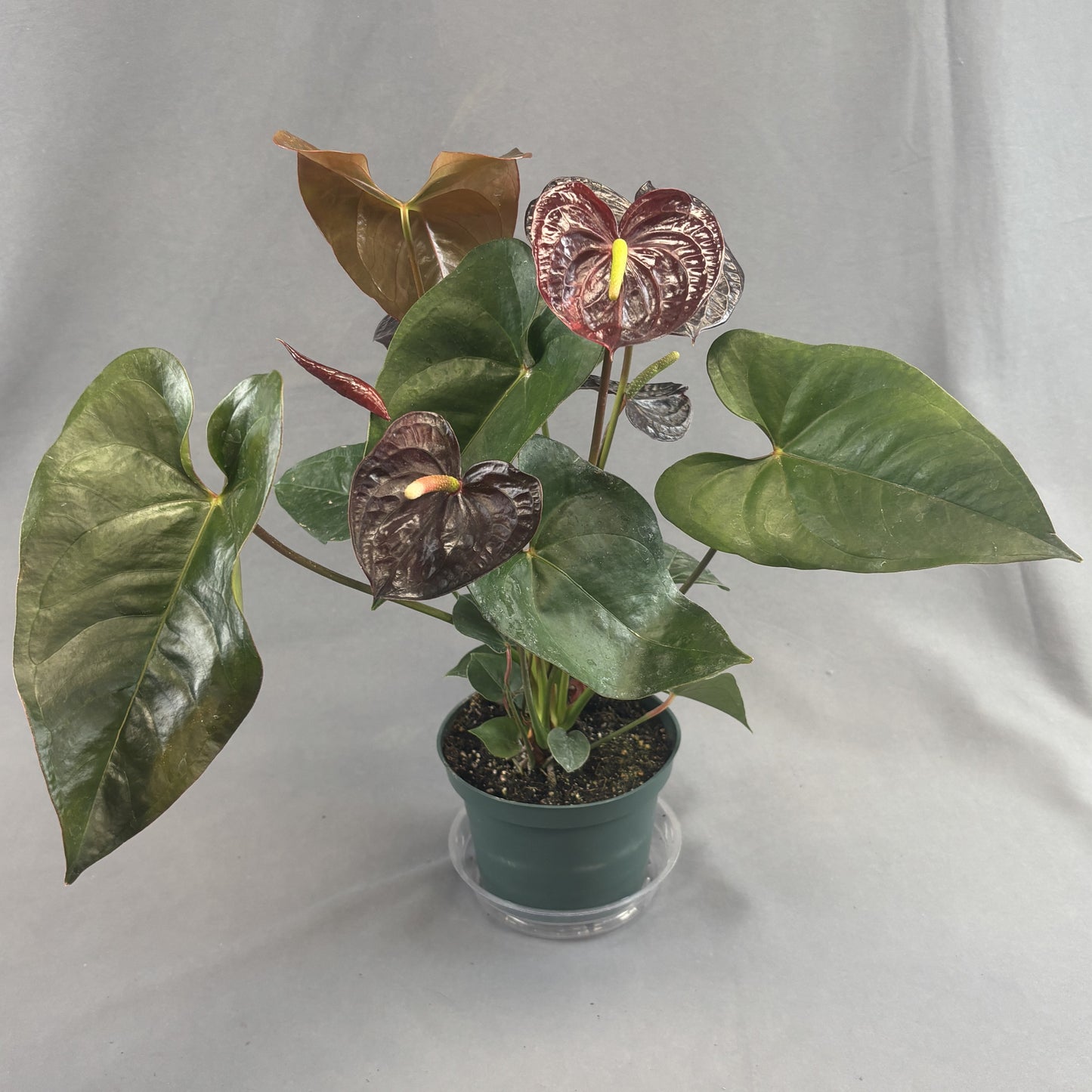 Anthurium andreanum