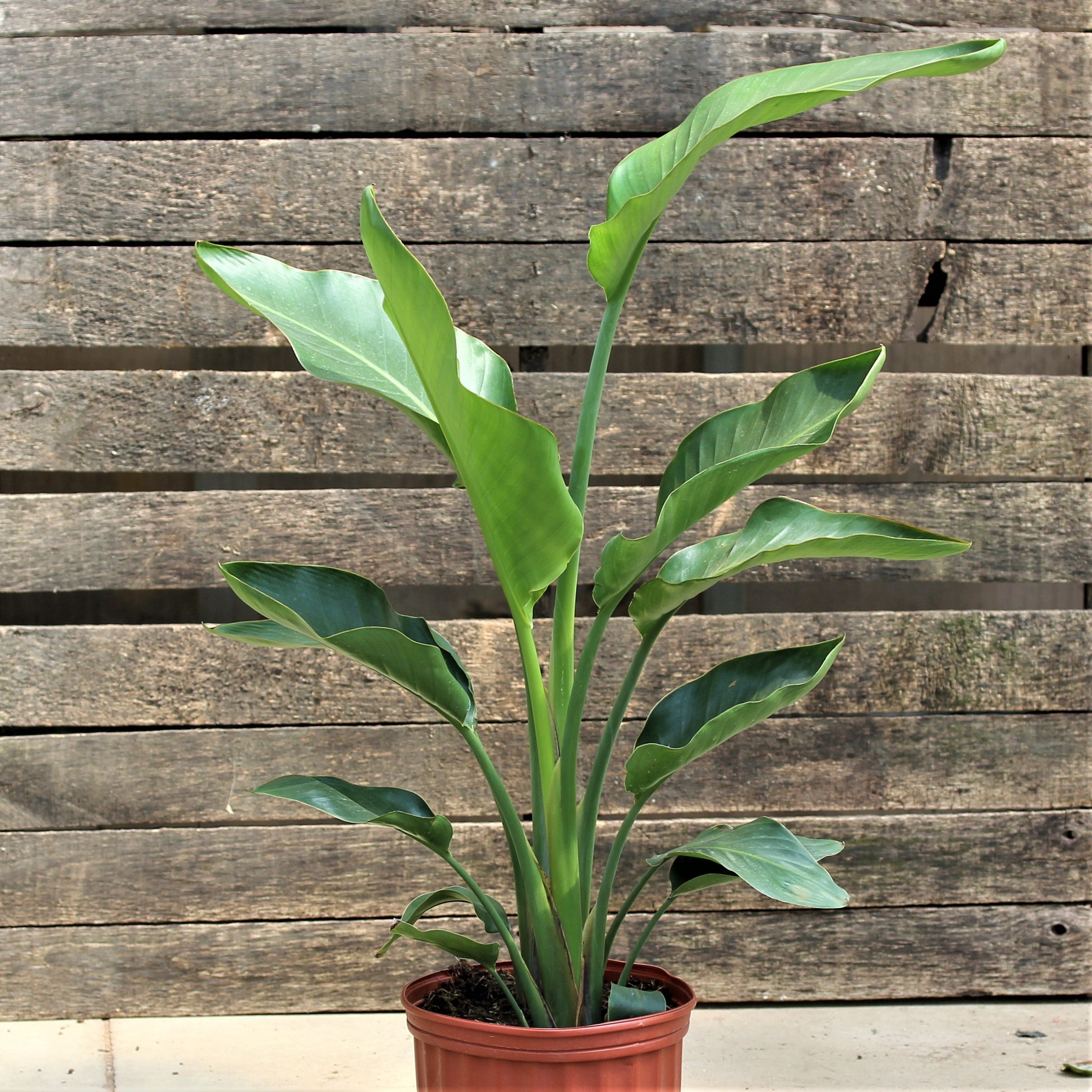 Bird of Paradise