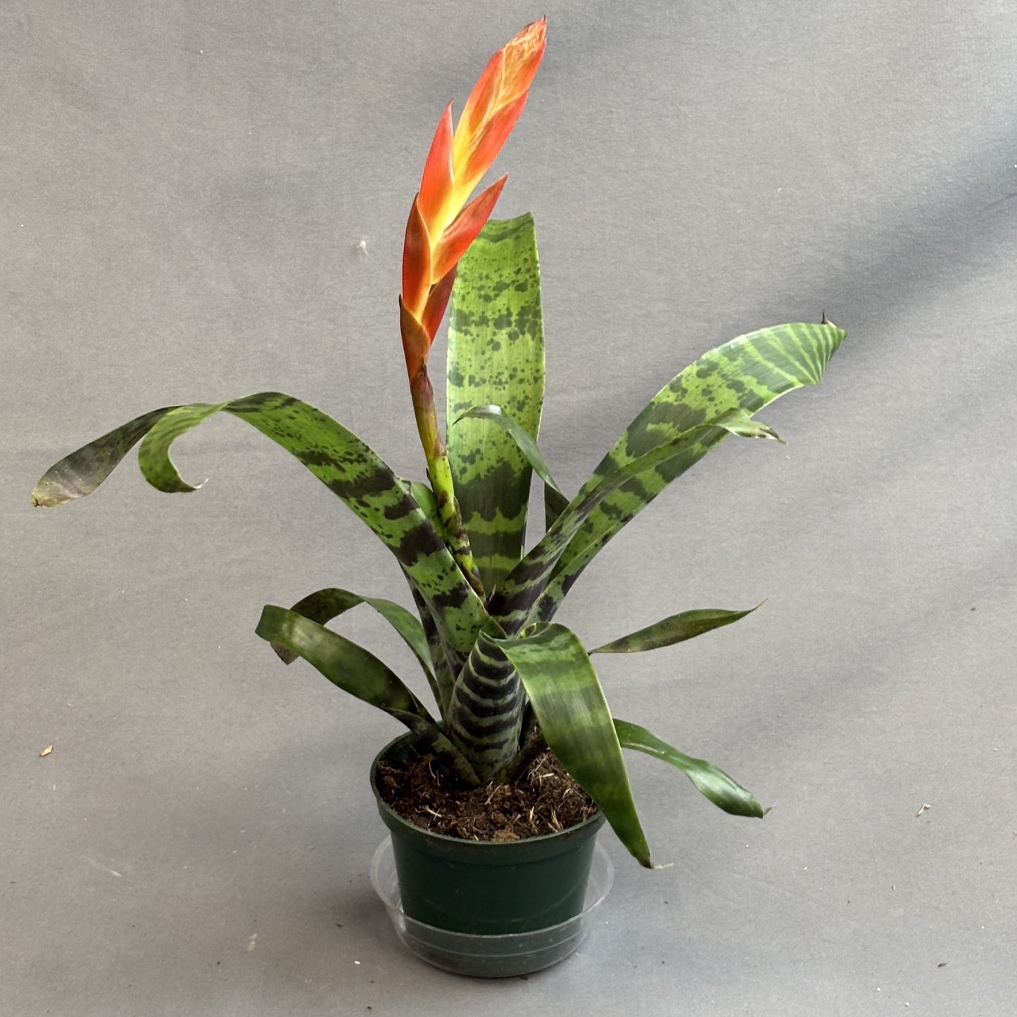 Vriesea Bromeliad
