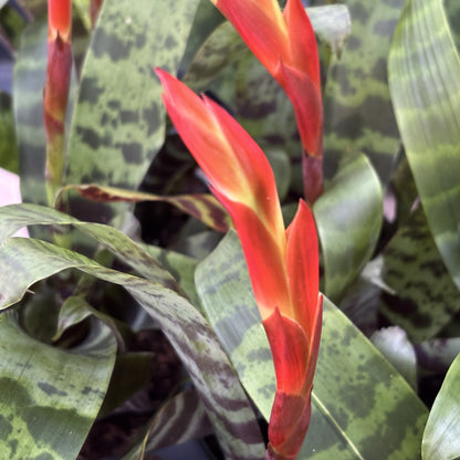 Vriesea Bromeliad