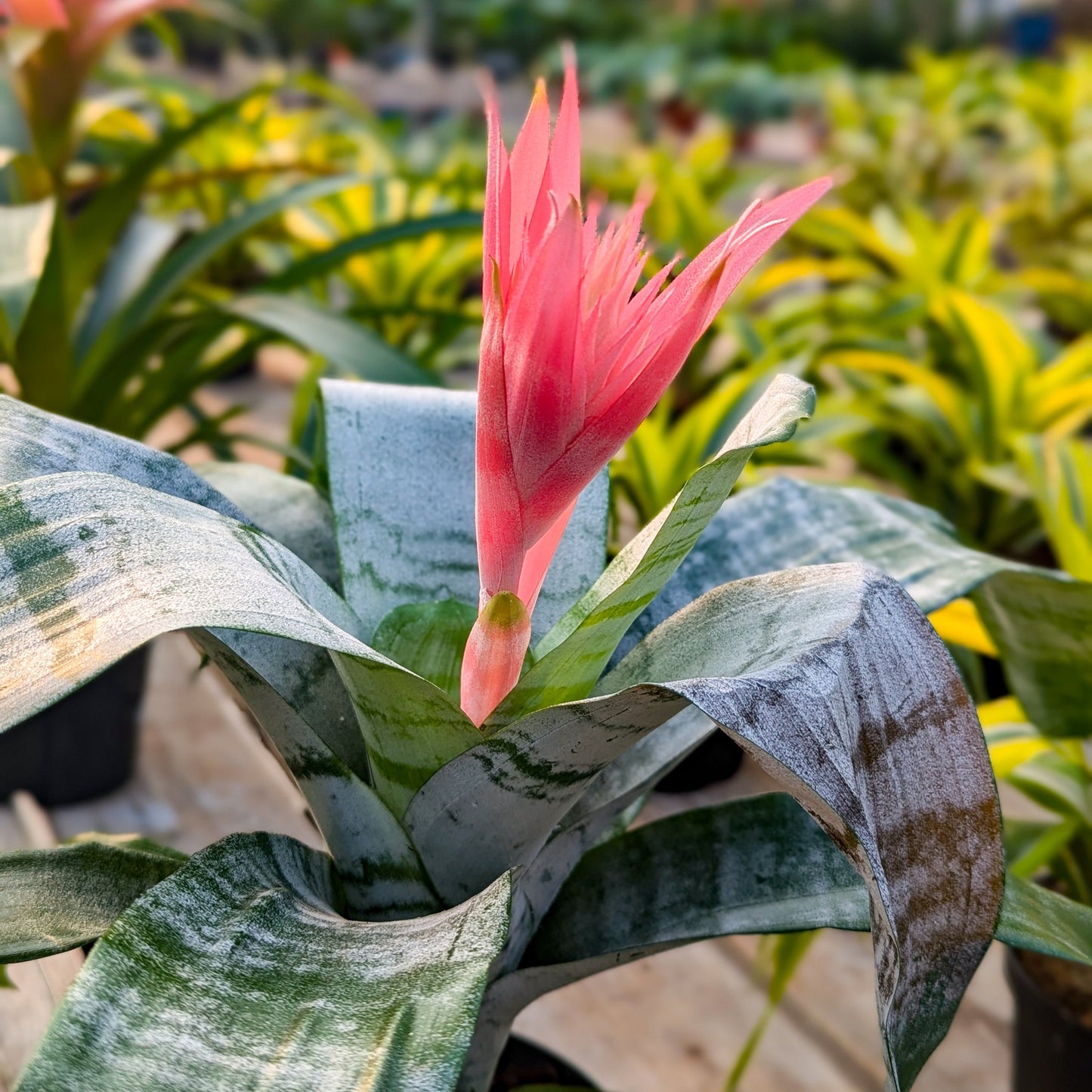Bromeliad 'Silver Vase'
