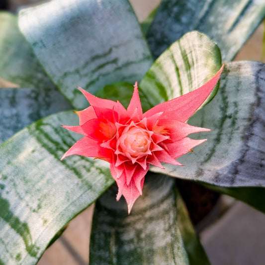 Bromeliad 'Silver Vase'