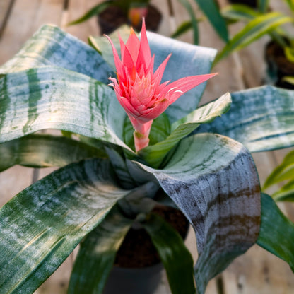 Bromeliad 'Silver Vase'