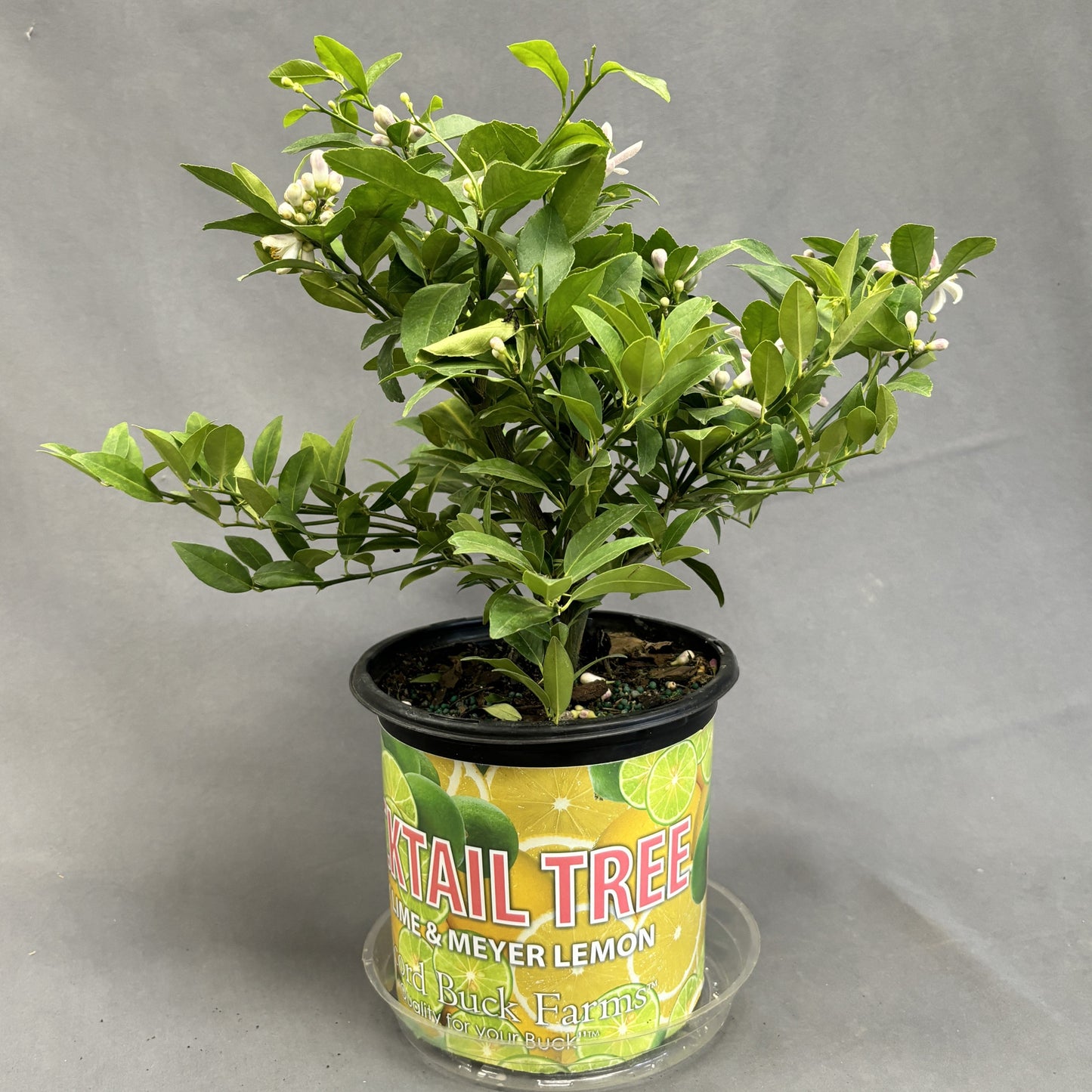 Citrus 'Lemon'