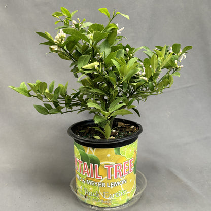 Citrus 'Lemon'