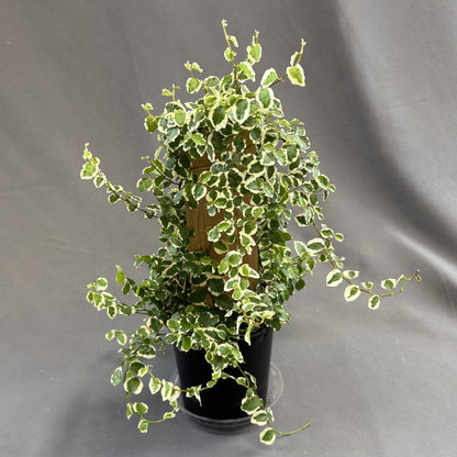 Creeping Fig