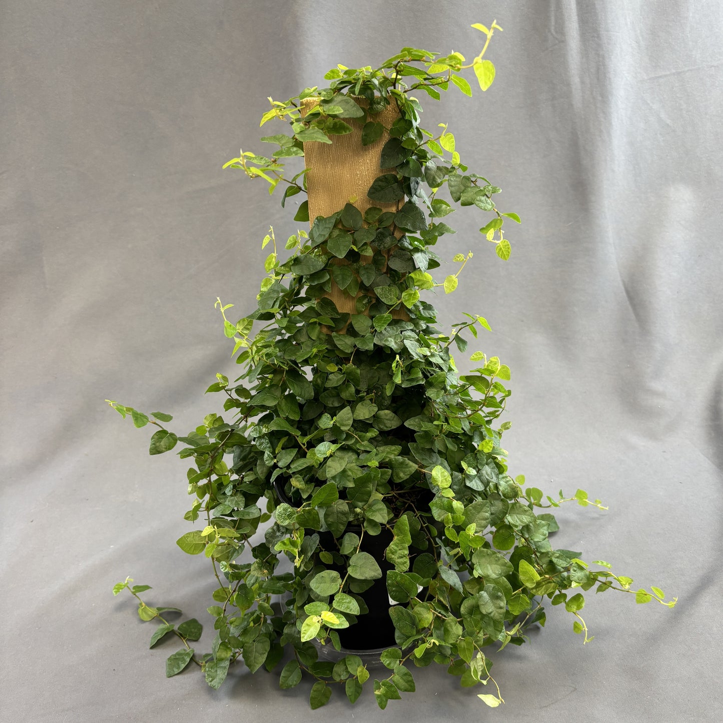 Creeping Fig