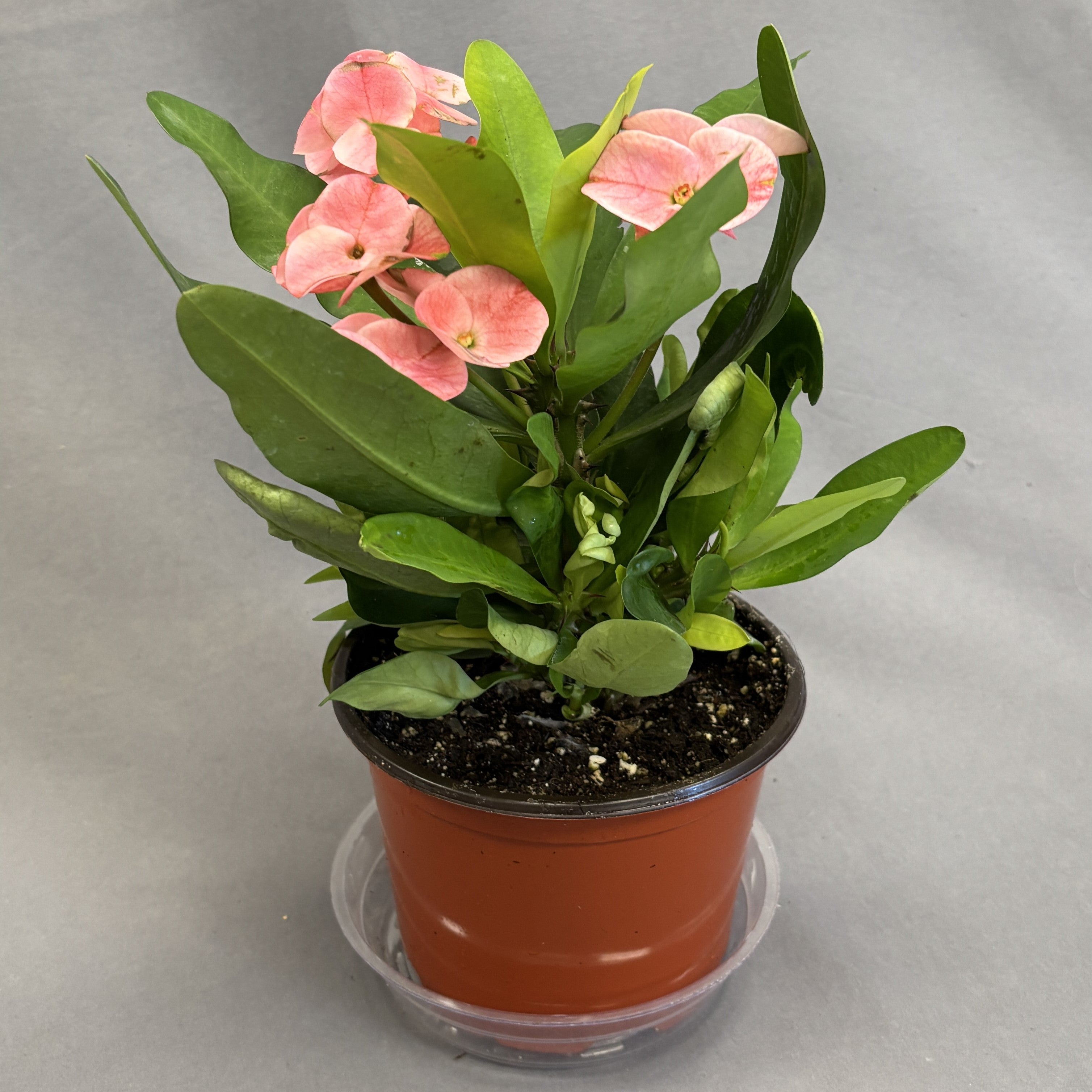 Crown-of-Thorns 'Charlotte'