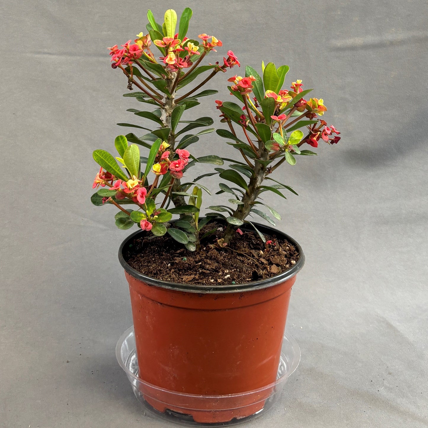 Euphorbia 'Crown-of-Thorns'