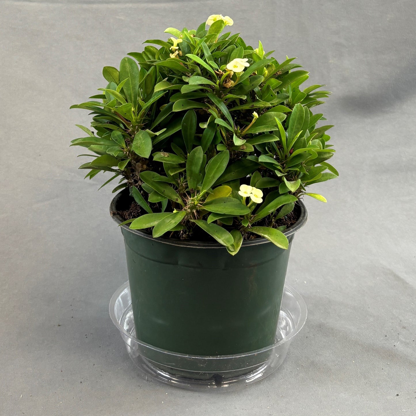 Euphorbia 'Crown-of-Thorns'