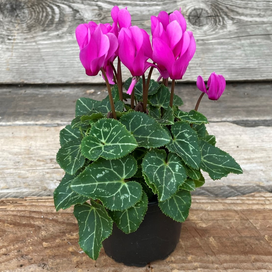 Cyclamen