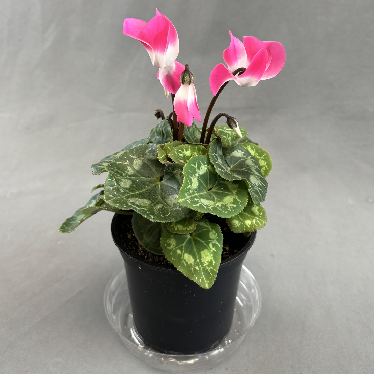 Cyclamen
