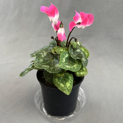 Cyclamen