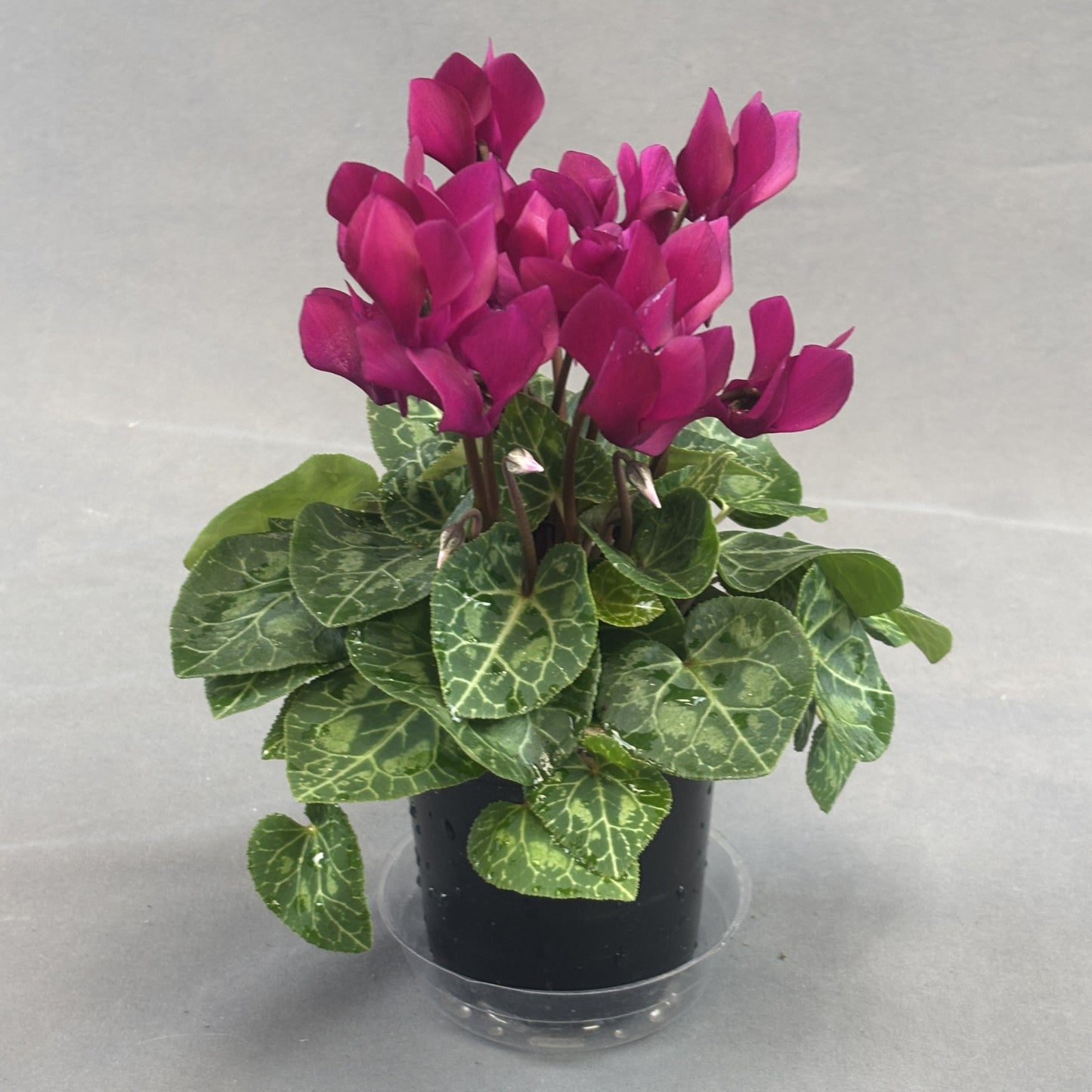 Cyclamen