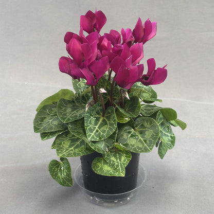 Cyclamen