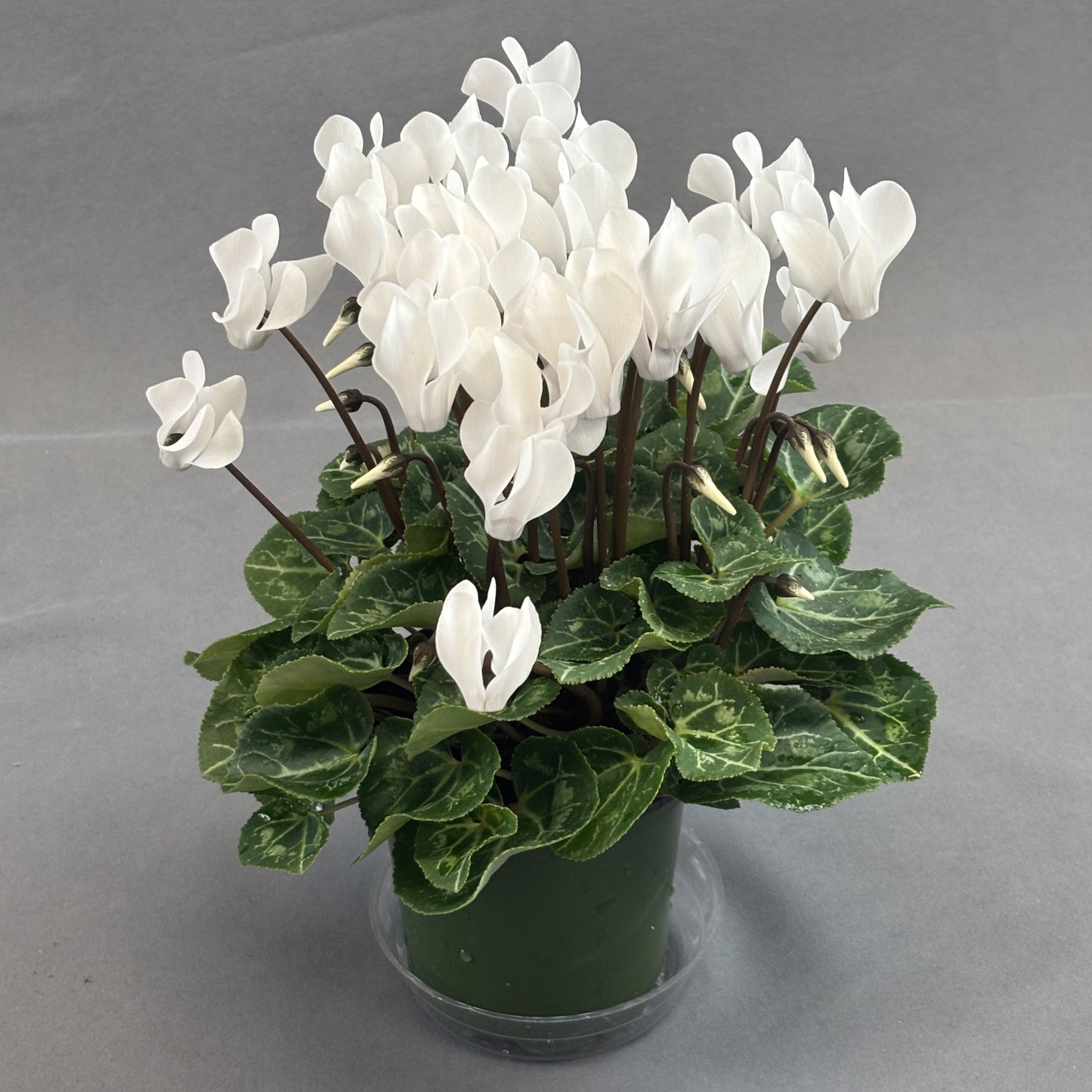 Cyclamen